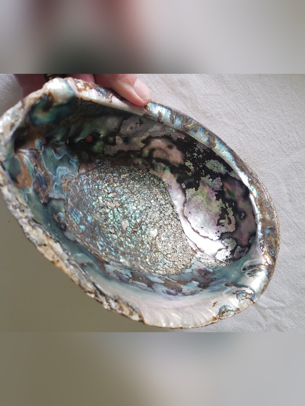 Natural Abalone Shell
